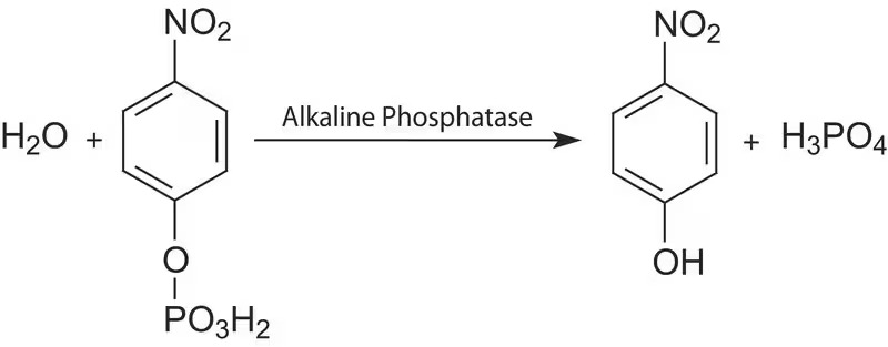 p-Nitrophenyl phosphate chromogenic, tablet